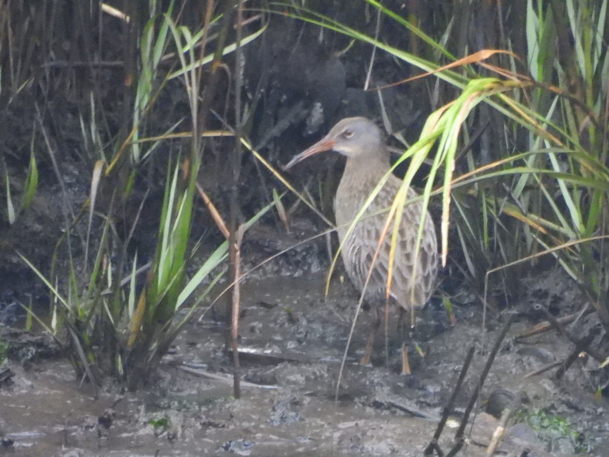 Clapper Rail - ML642910090