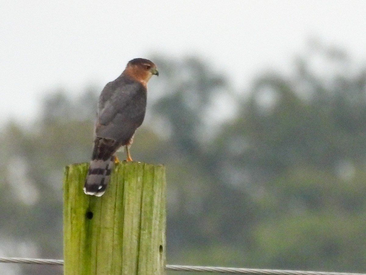 Cooper's Hawk - ML642910109