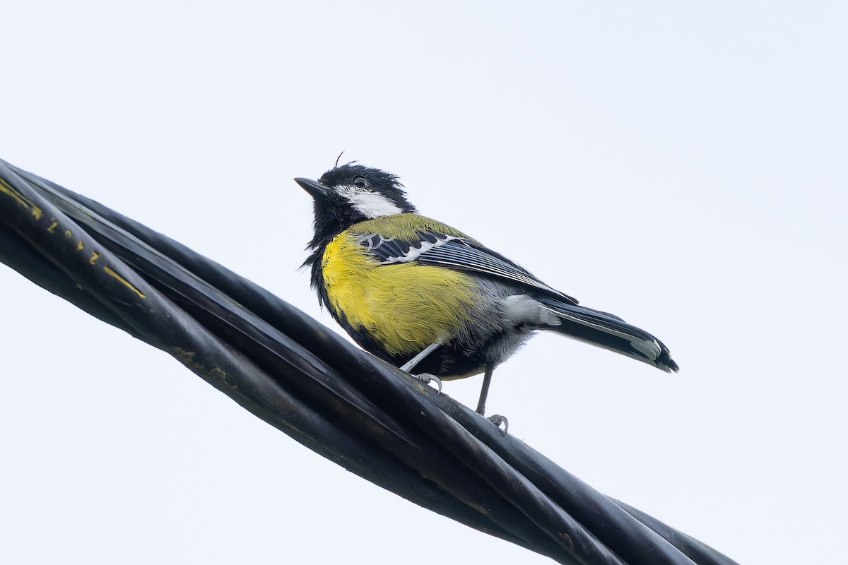 Green-backed Tit - ML642910110