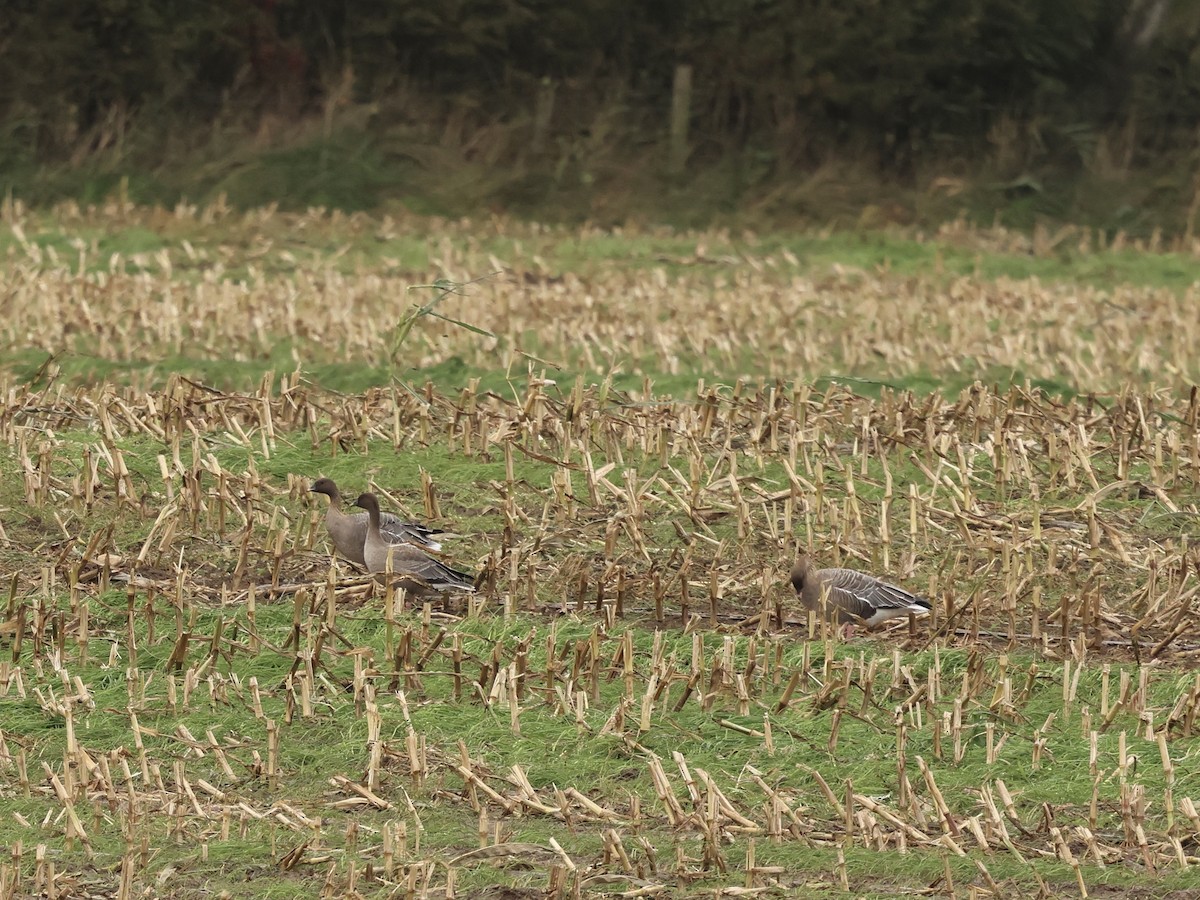 Pink-footed Goose - ML642910114
