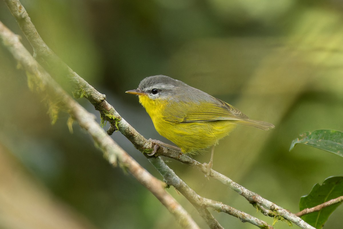 Gray-hooded Warbler - ML642910119