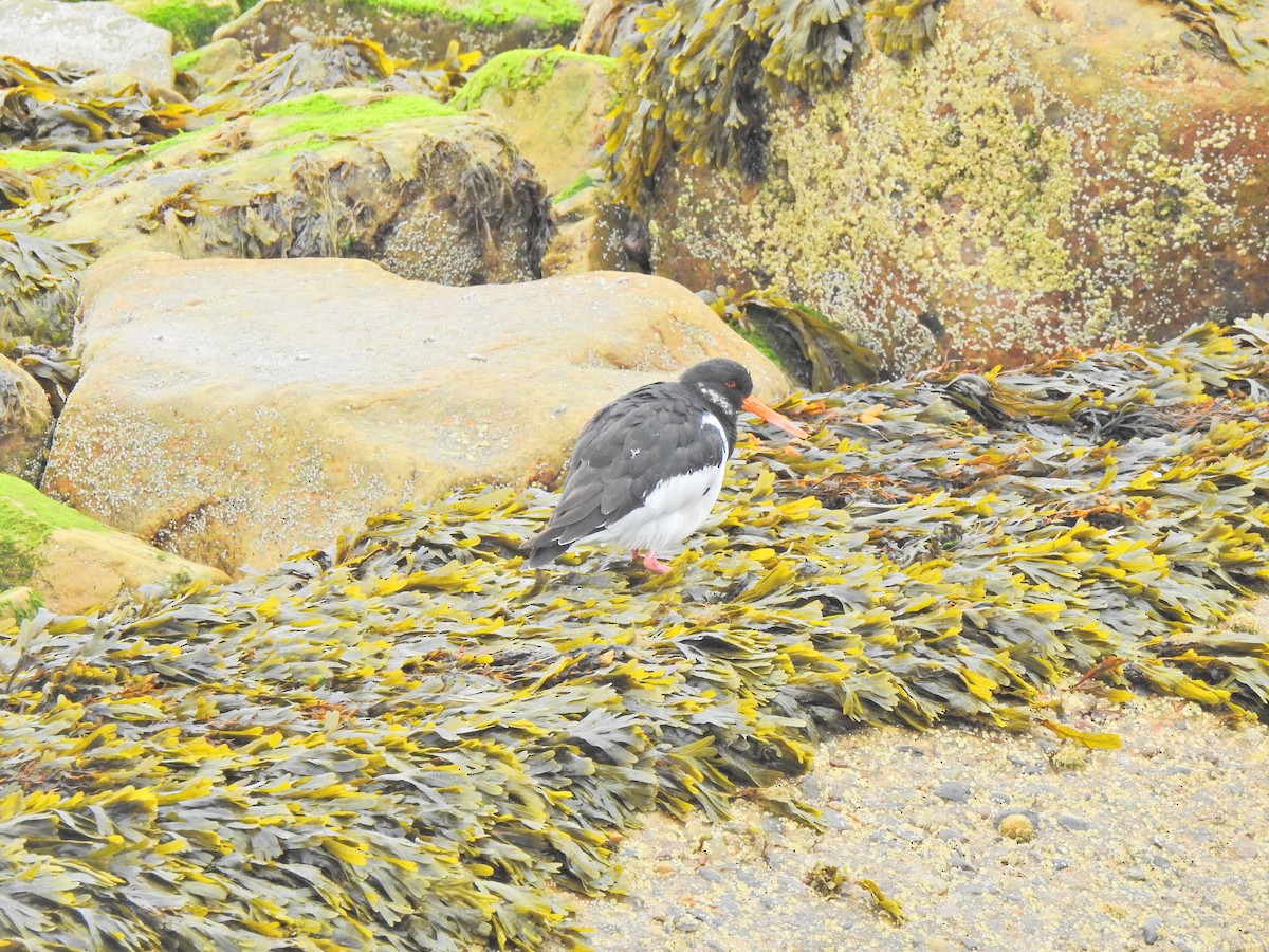 Eurasian Oystercatcher - ML642910128
