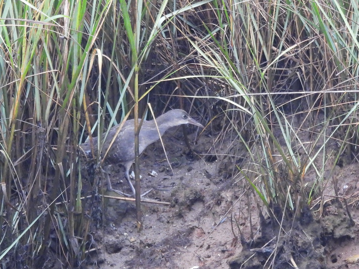 Clapper Rail - ML642910131