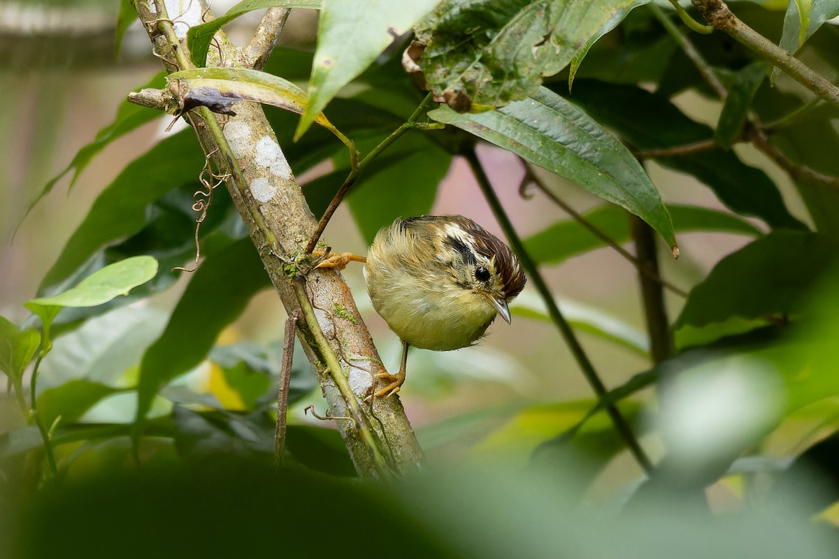 Rufous-winged Fulvetta - ML642910137