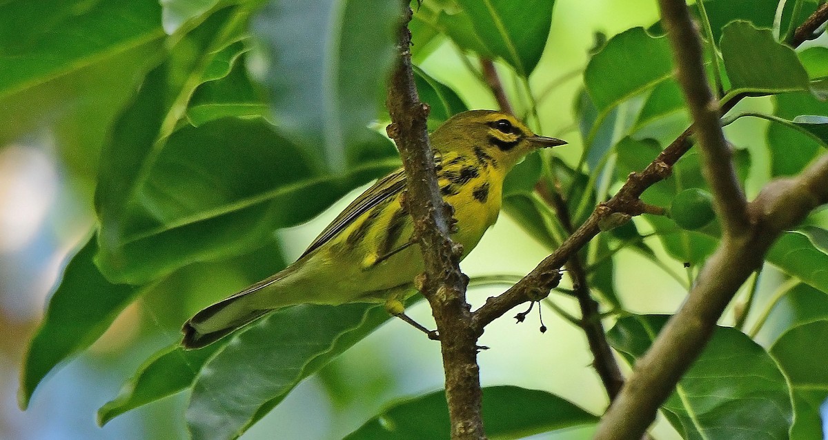 Prairie Warbler - ML642910138