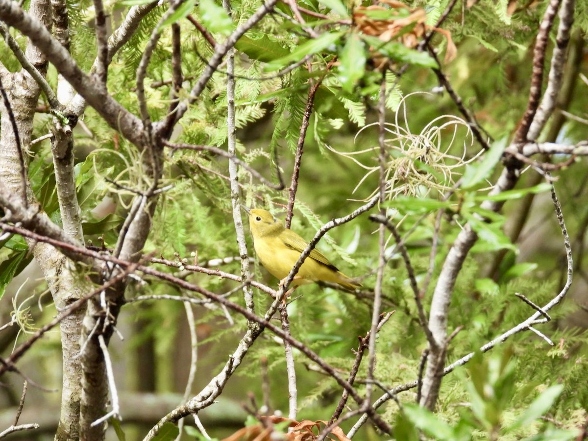 Yellow Warbler - ML642910139