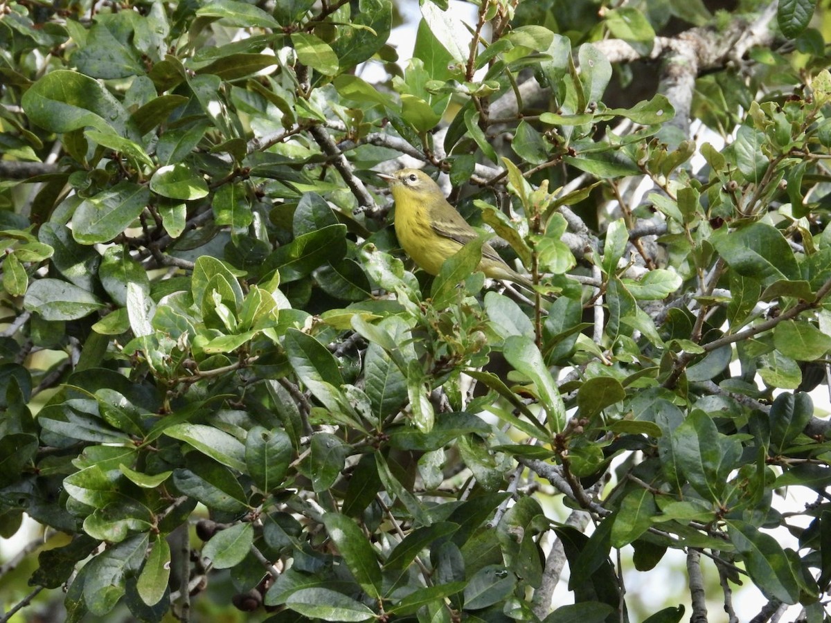 Prairie Warbler - ML642910142