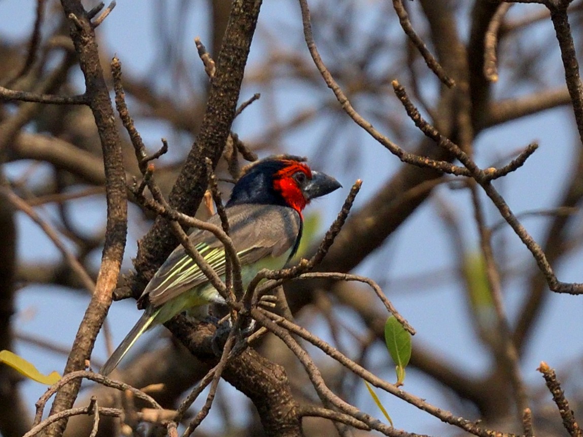Black-collared Barbet - ML642910144