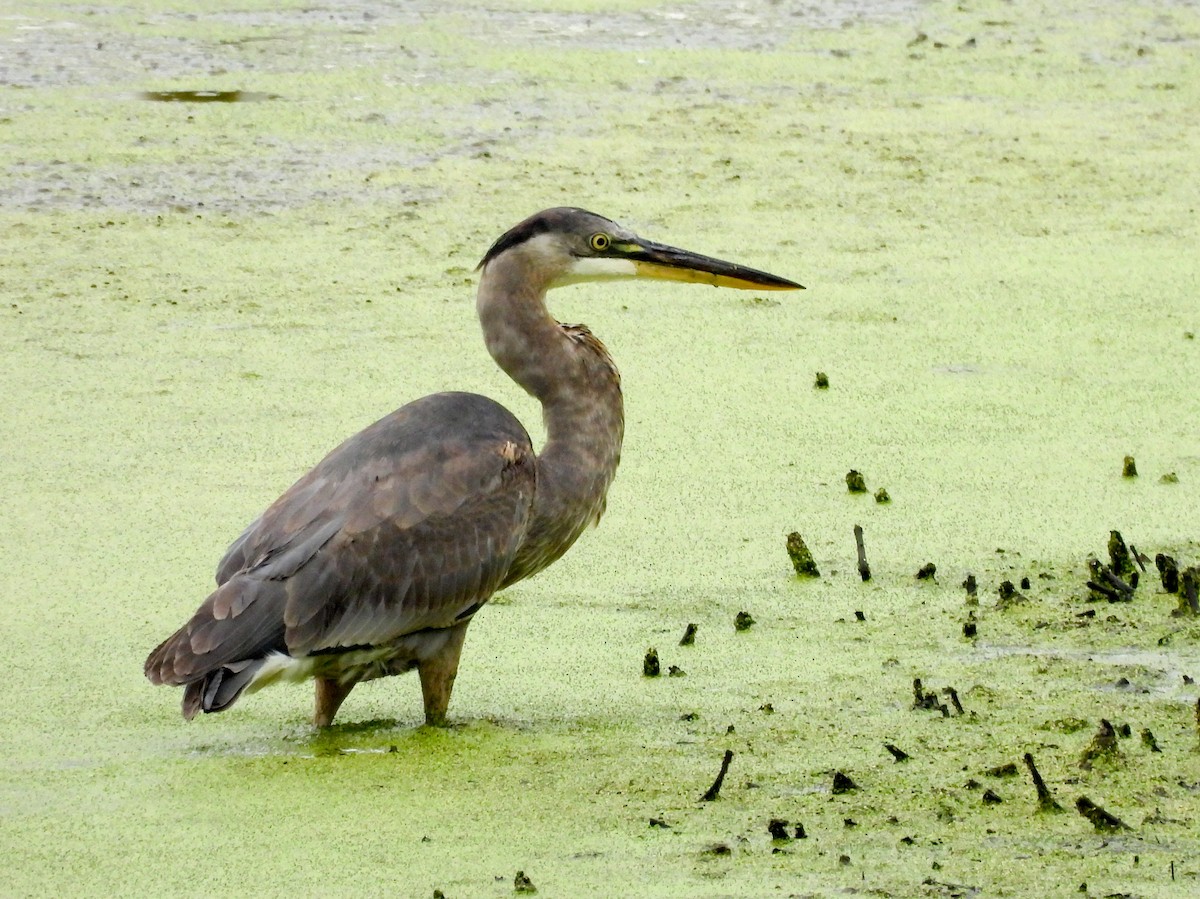 Great Blue Heron - ML642910164