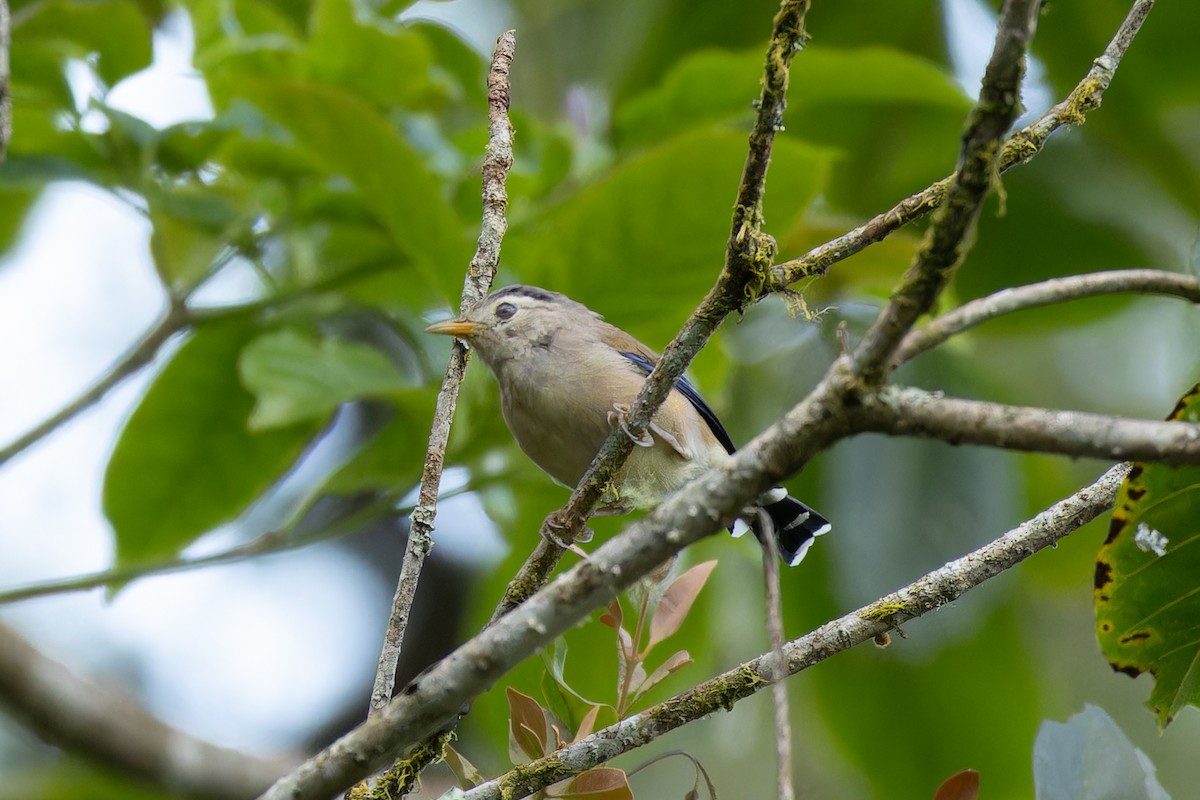 Blue-winged Minla - ML642910175