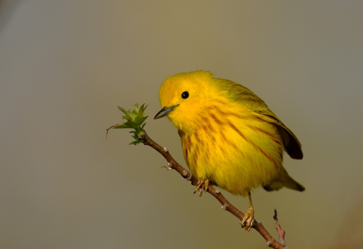 Yellow Warbler - ML642910178
