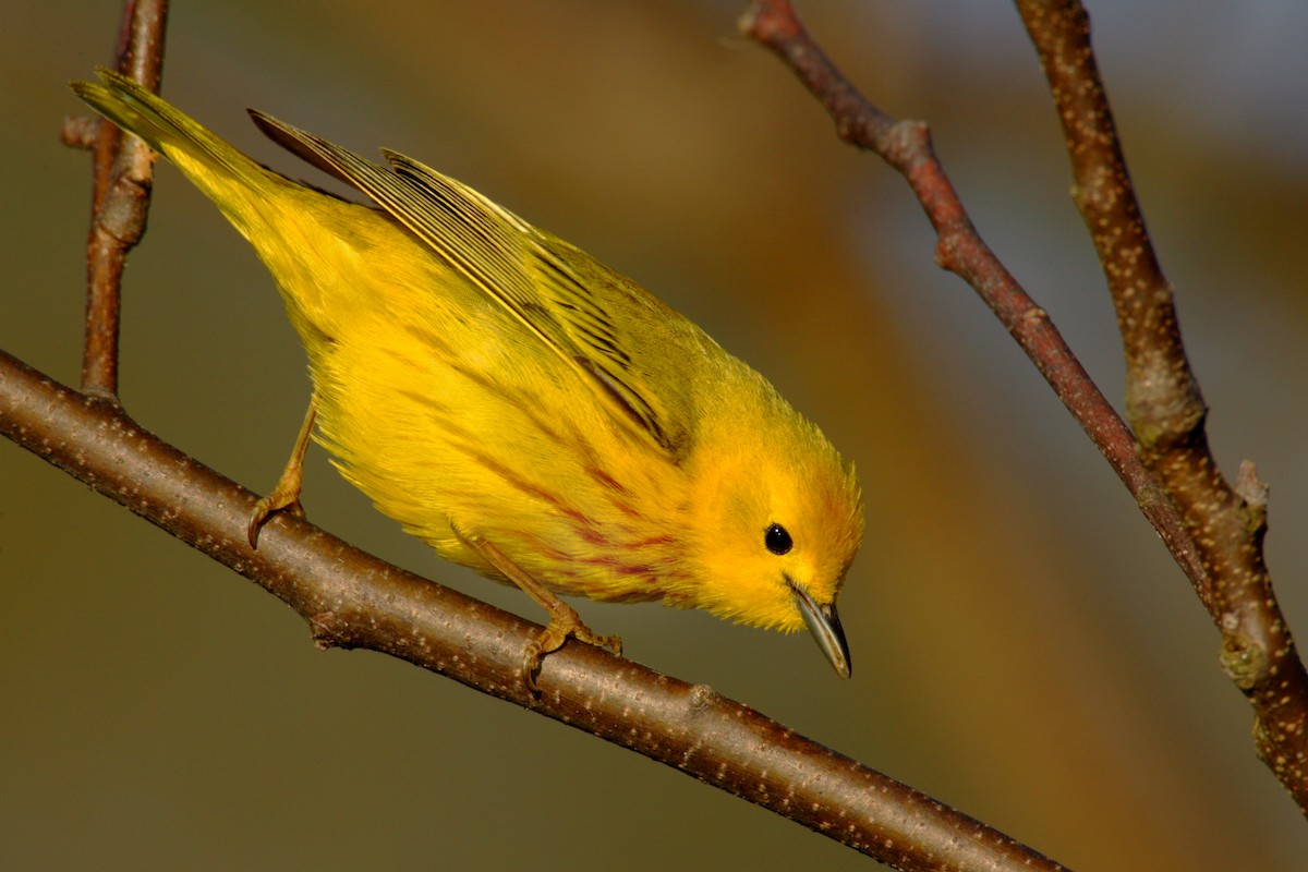 Yellow Warbler - ML642910179