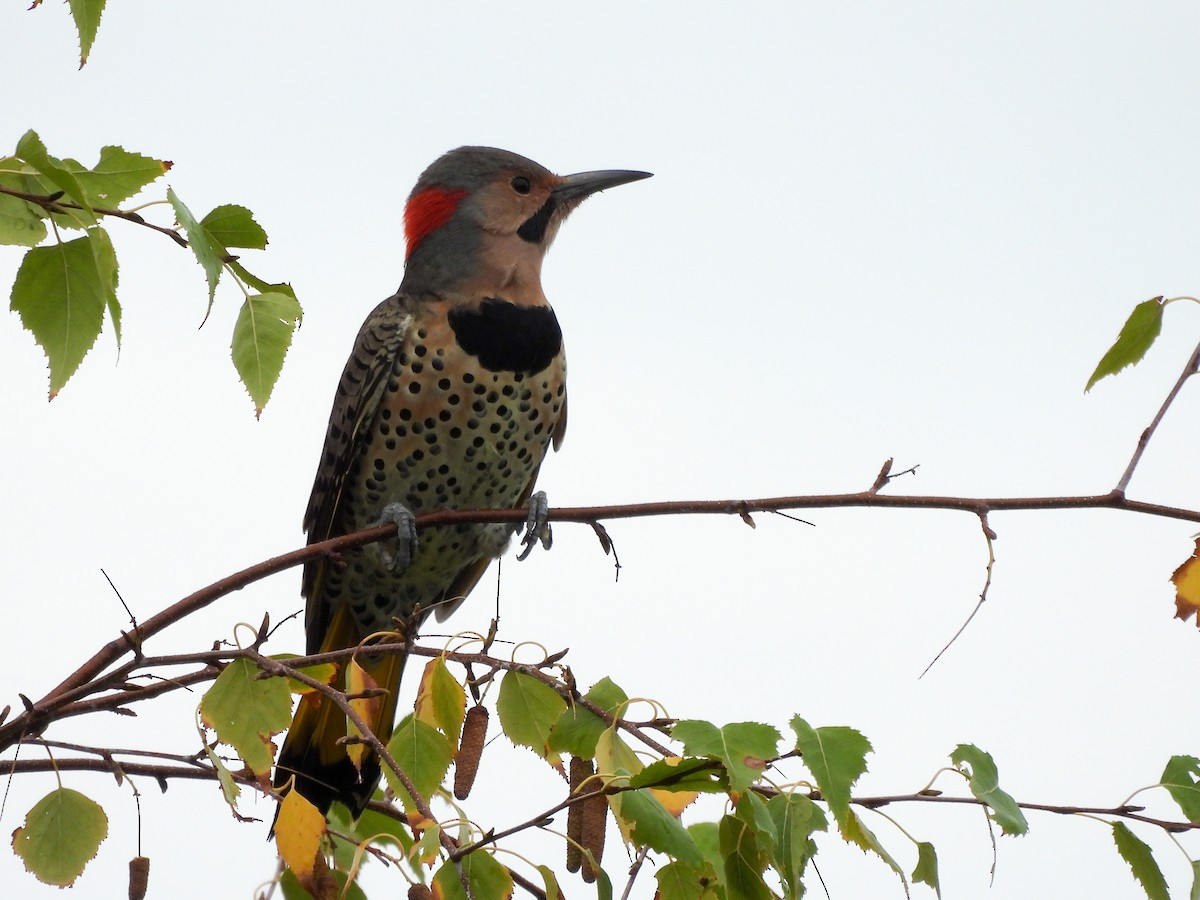 Northern Flicker - ML642910187
