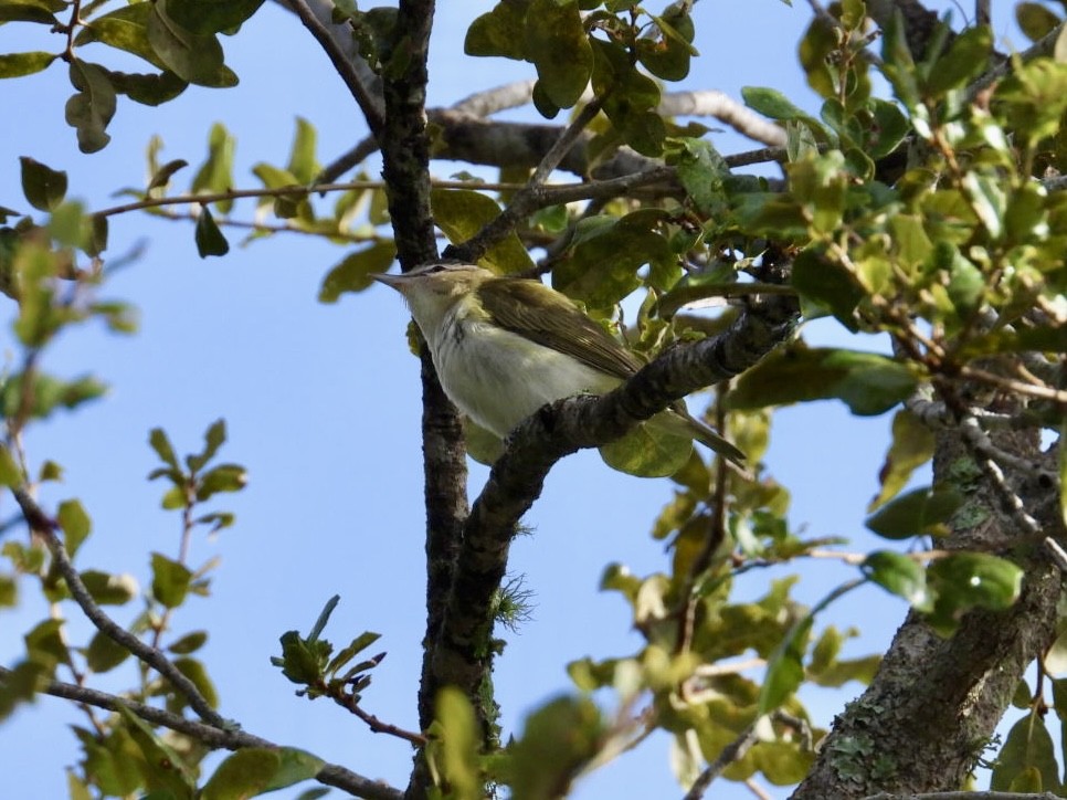 rødøyevireo - ML642910188