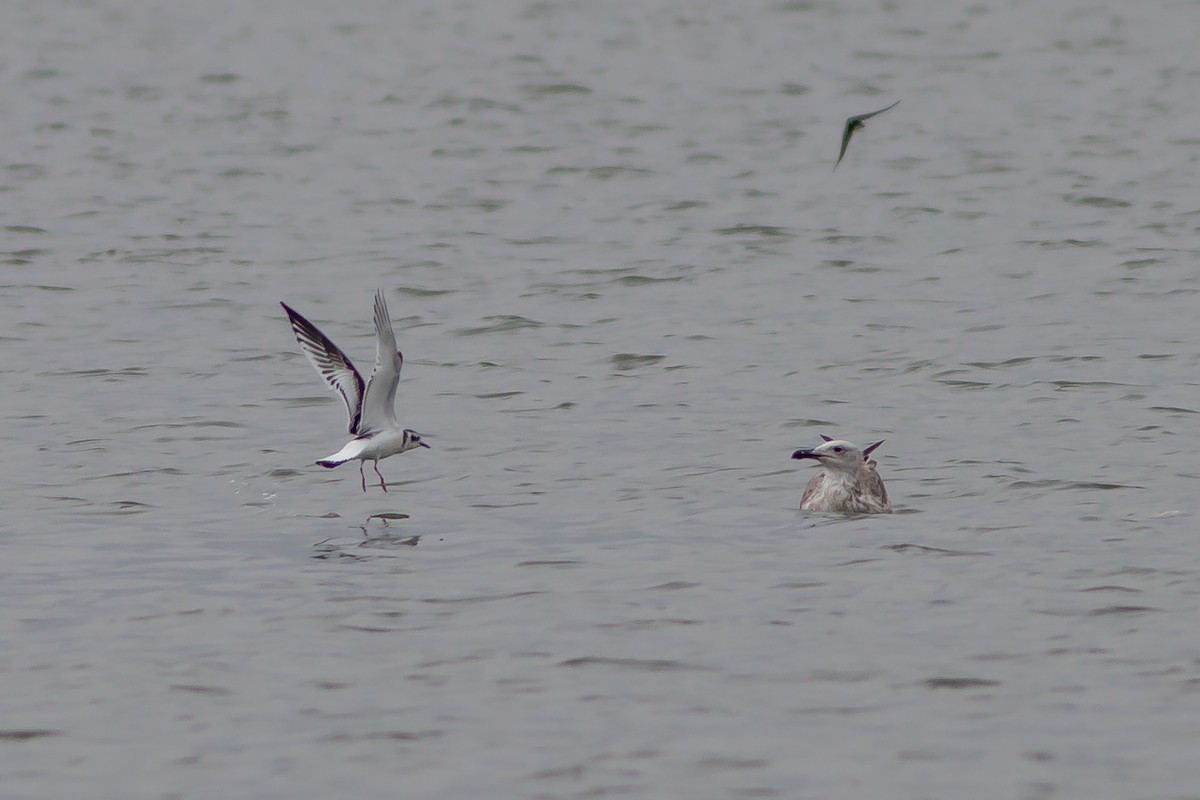 Little Gull - ML642910191
