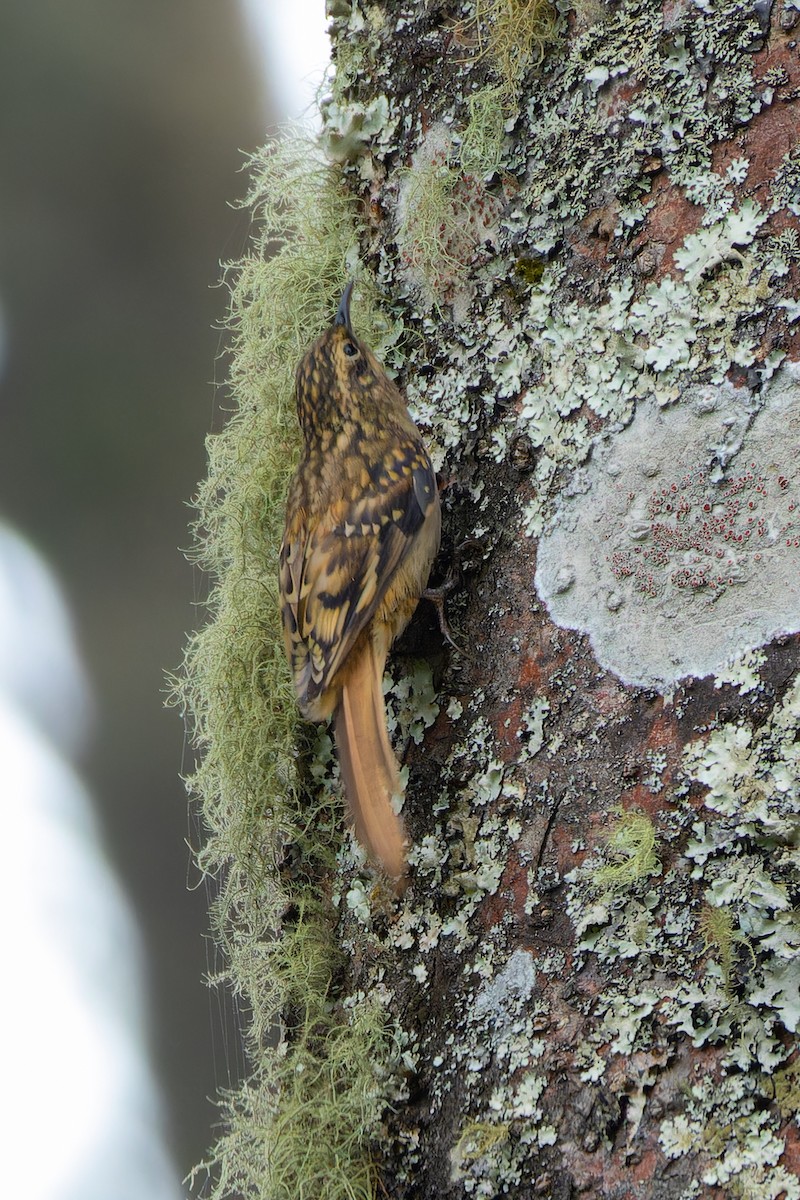 Sikkim Treecreeper - ML642910194