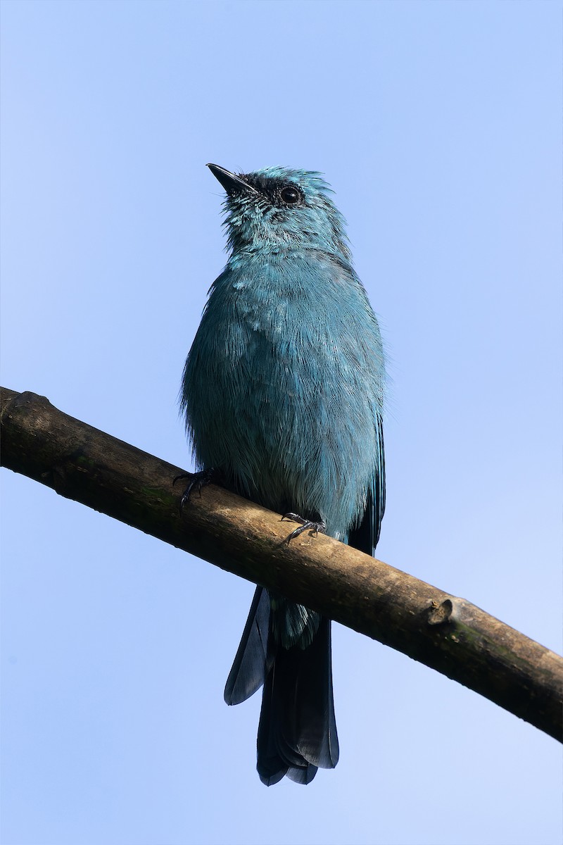 Verditer Flycatcher - ML642910199