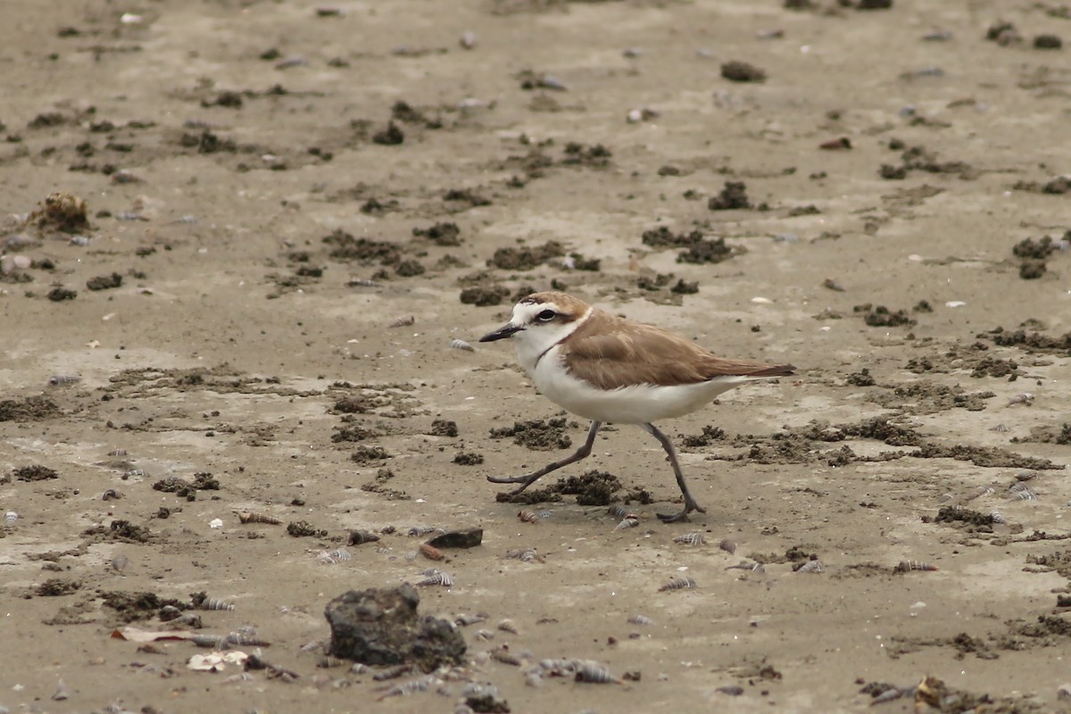 Fratino (alexandrinus/nihonensis) - ML642910202