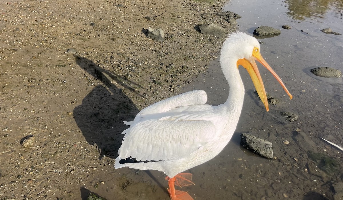 American White Pelican - ML642910206