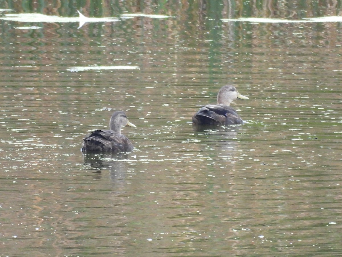 American Black Duck - ML642910208