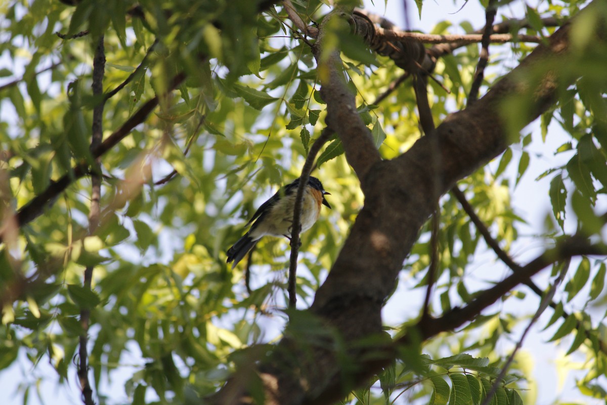 Tickell's Blue Flycatcher - ML642910215