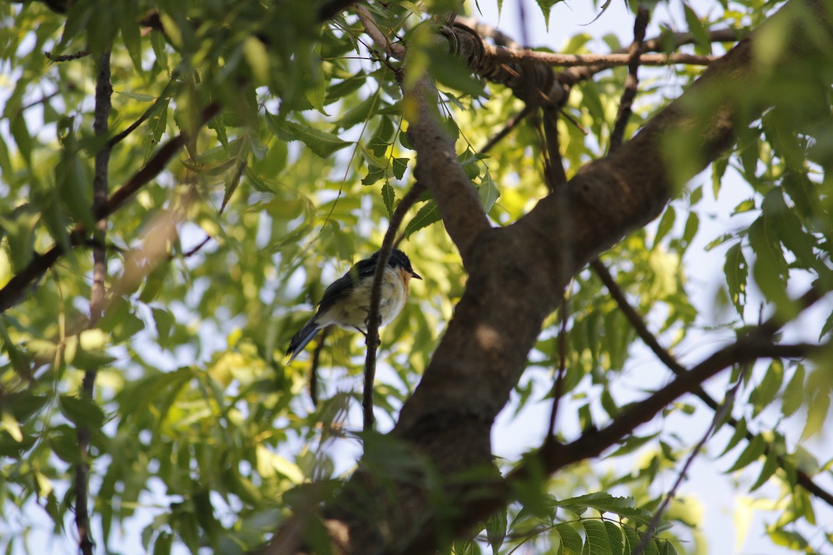 Tickell's Blue Flycatcher - ML642910216
