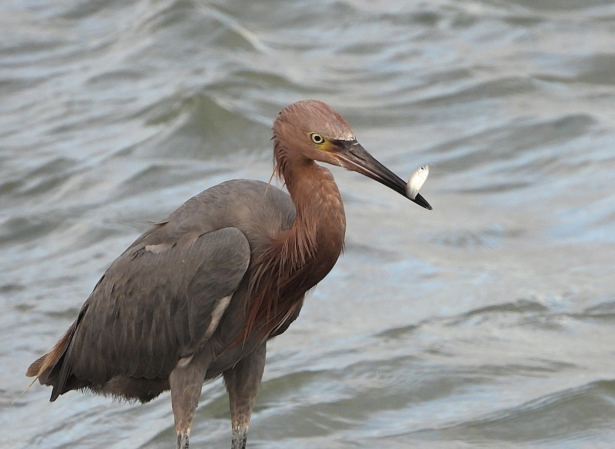 Reddish Egret - ML642910235