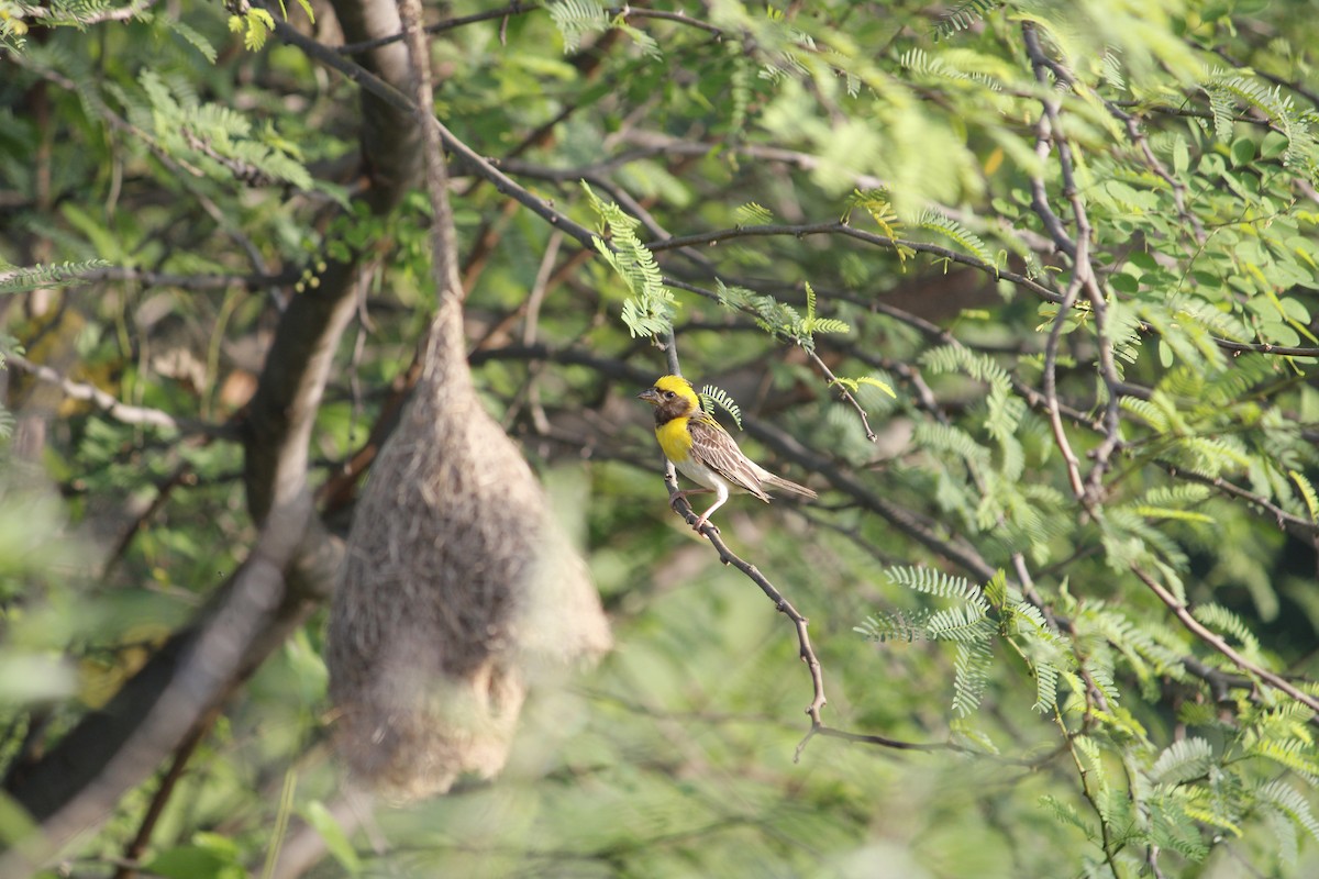 Baya Weaver - ML642910241