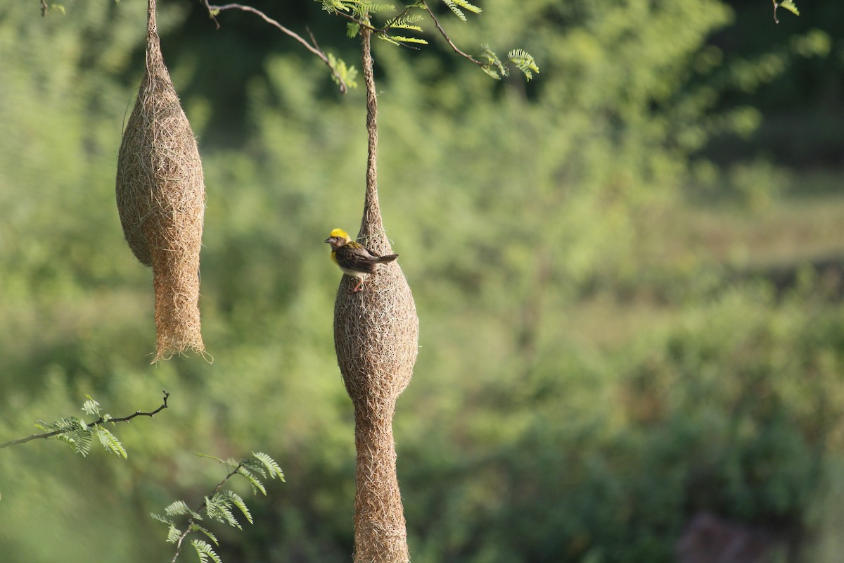 Baya Weaver - ML642910242