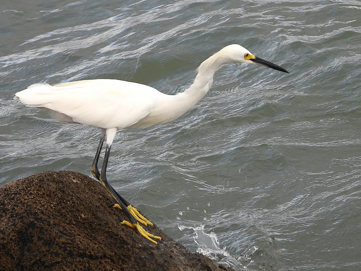 Snowy Egret - ML642910244