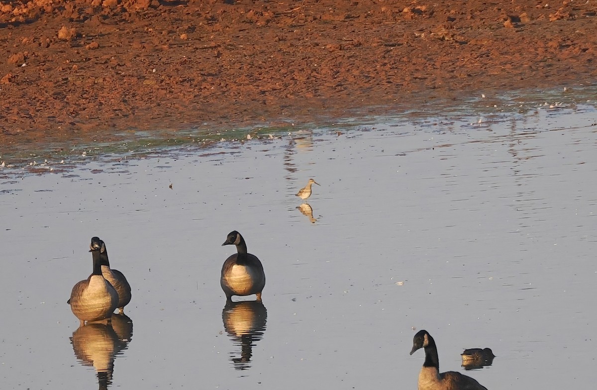 Stilt Sandpiper - ML642910245