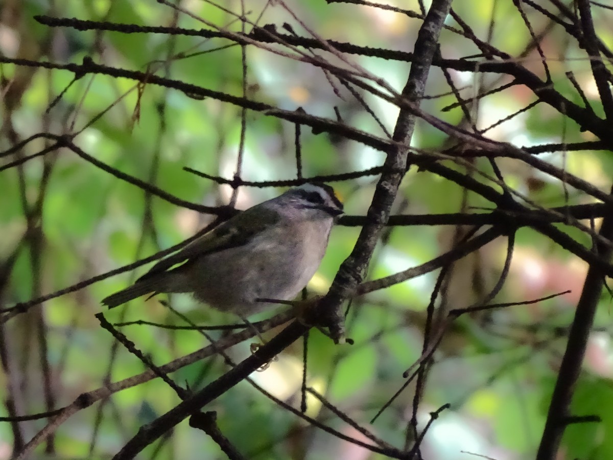 Roitelet à couronne dorée - ML642910249