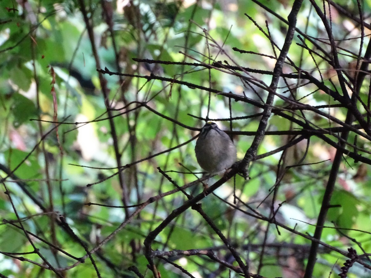 Roitelet à couronne dorée - ML642910250
