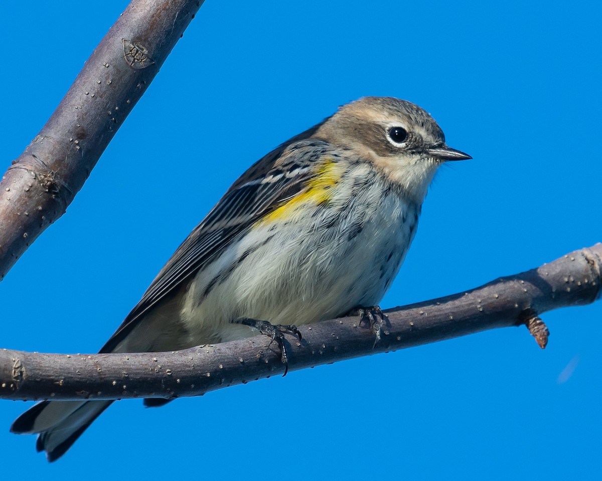 Yellow-rumped Warbler - ML642910255