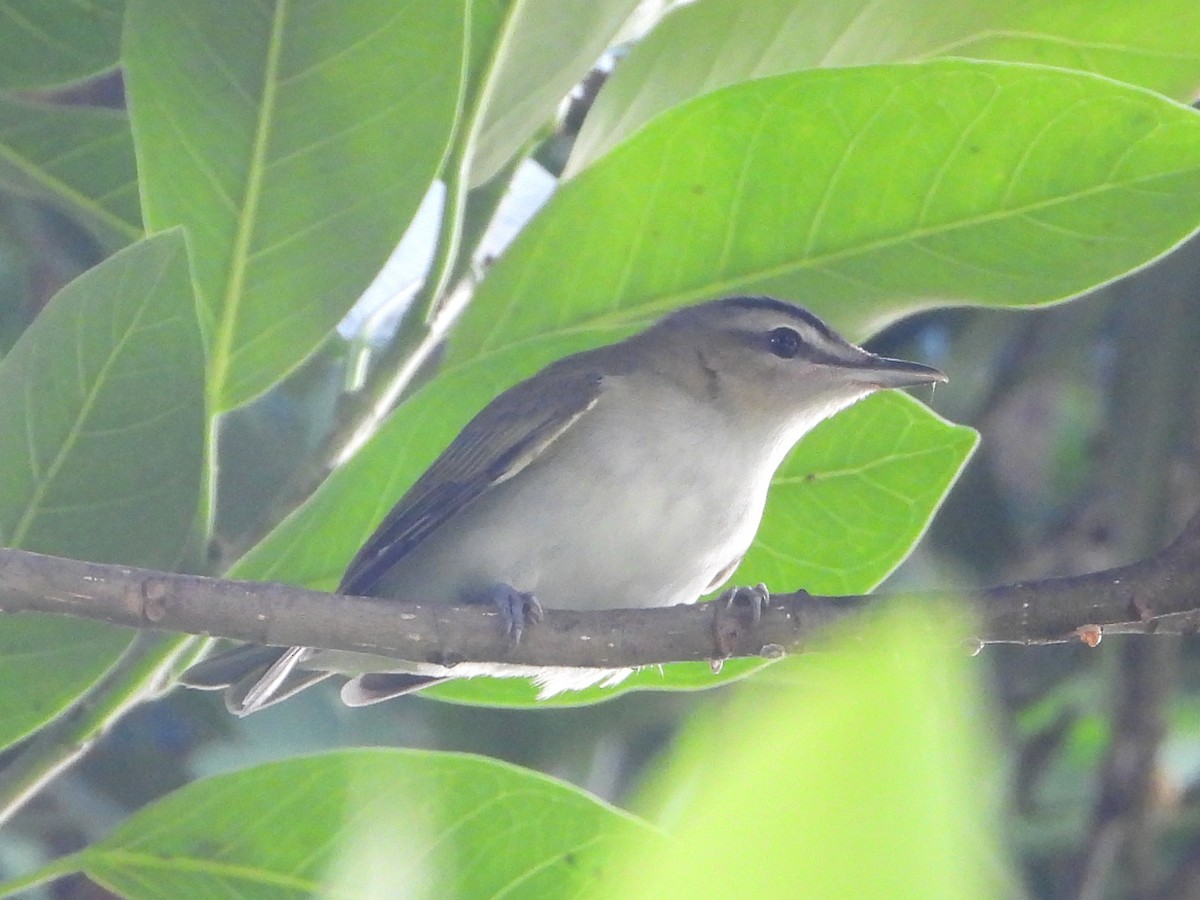 rødøyevireo - ML642910266