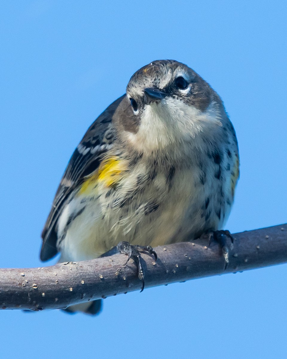 Yellow-rumped Warbler - ML642910270
