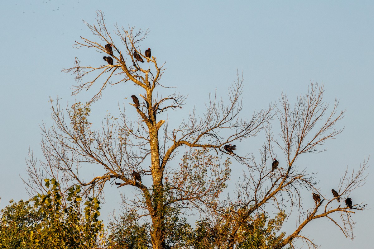 Turkey Vulture - ML642910277