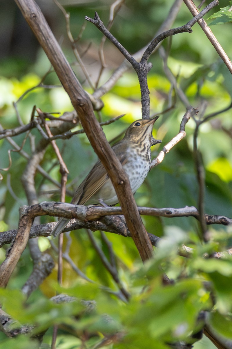 Swainson's Thrush - ML642910301