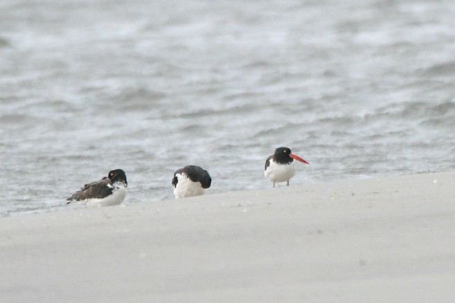 American Oystercatcher - ML642910304