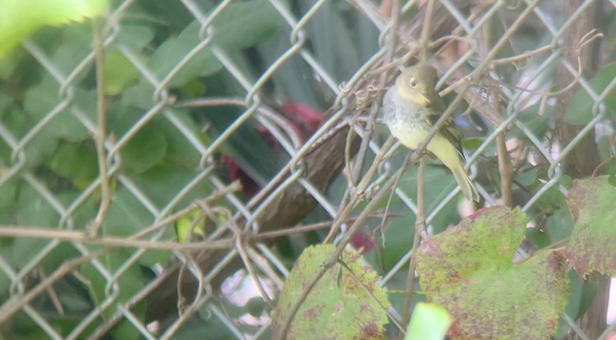 Western Flycatcher - ML642910308