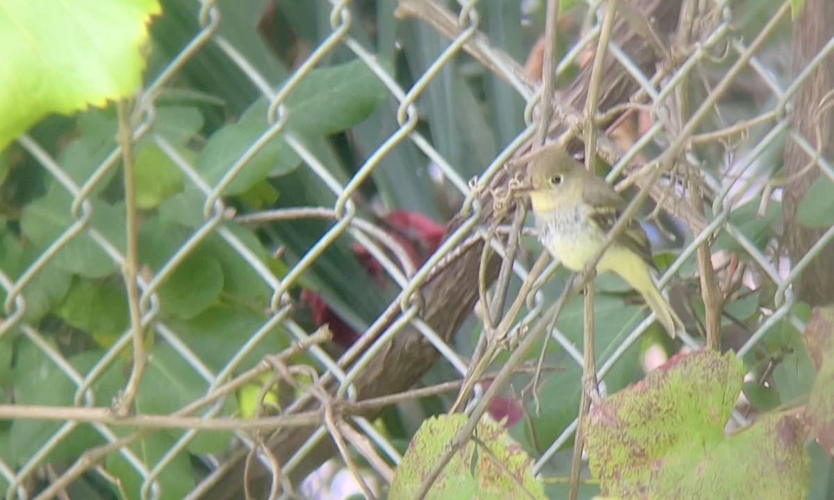 Western Flycatcher - ML642910309