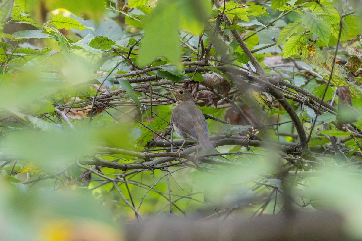 Swainson's Thrush - ML642910310