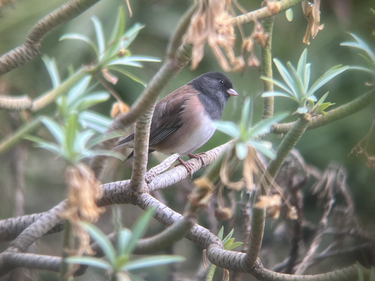 Dark-eyed Junco - ML642910340