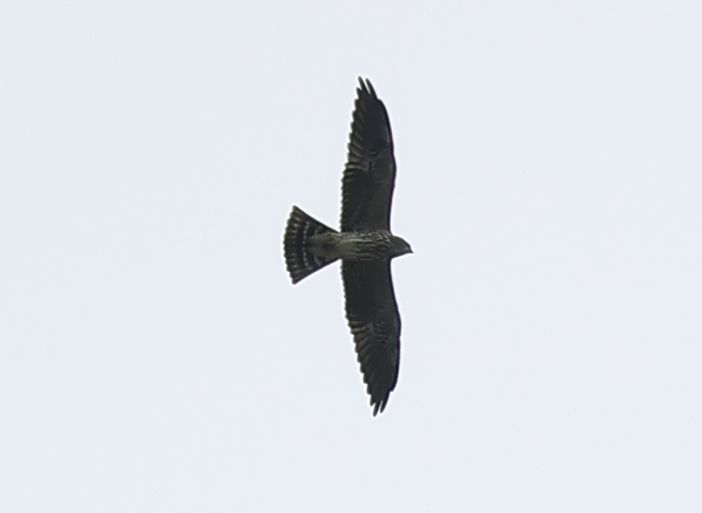 Mississippi Kite - ML642910341