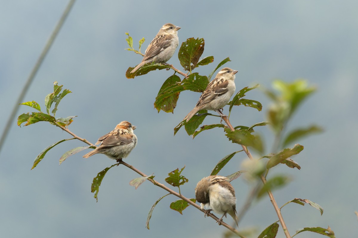 Russet Sparrow - ML642910344