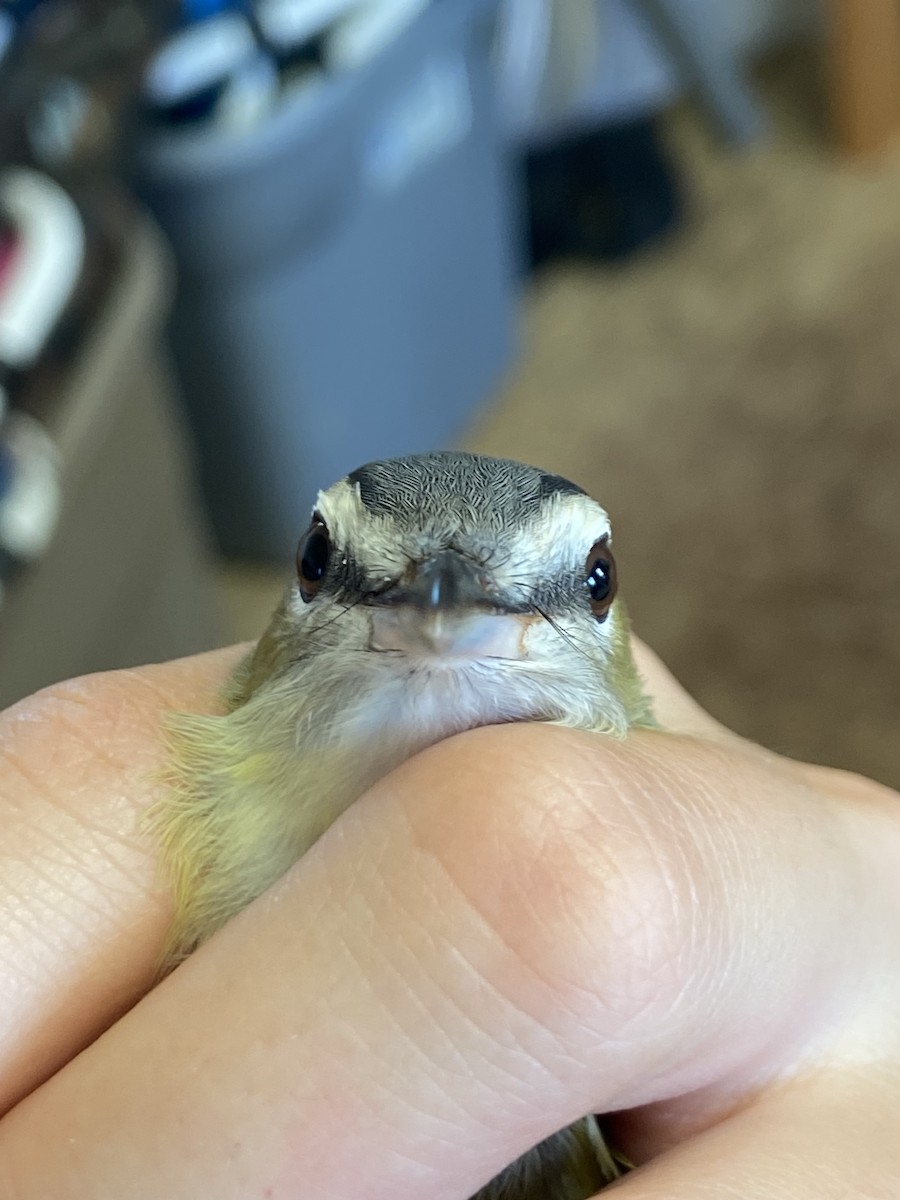 rødøyevireo - ML642910345
