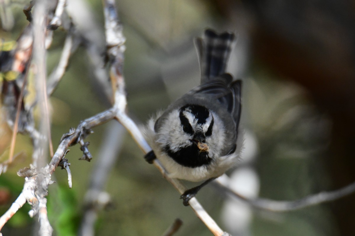 Mountain Chickadee - ML642910349