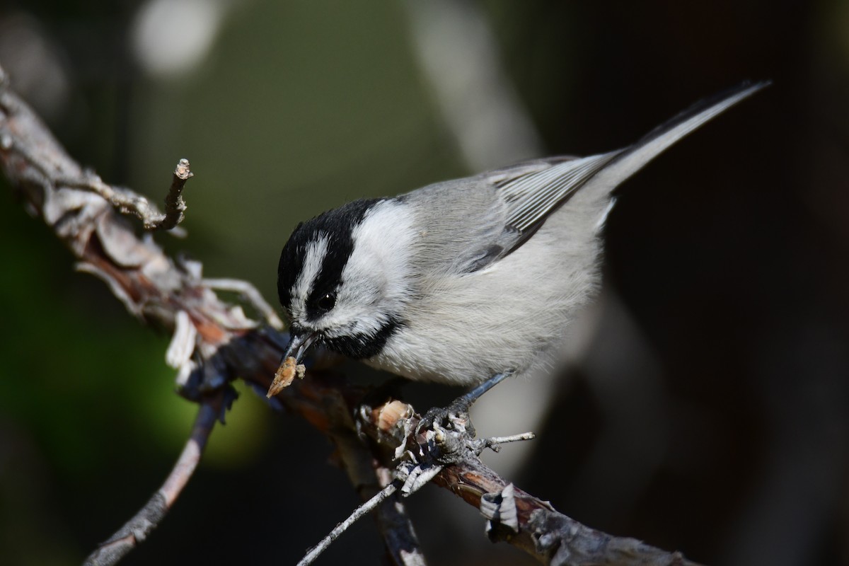Mountain Chickadee - ML642910350