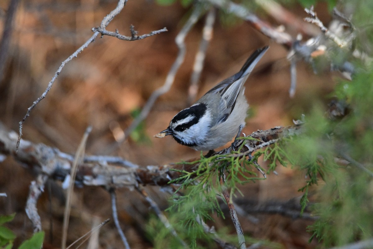 Mountain Chickadee - ML642910351
