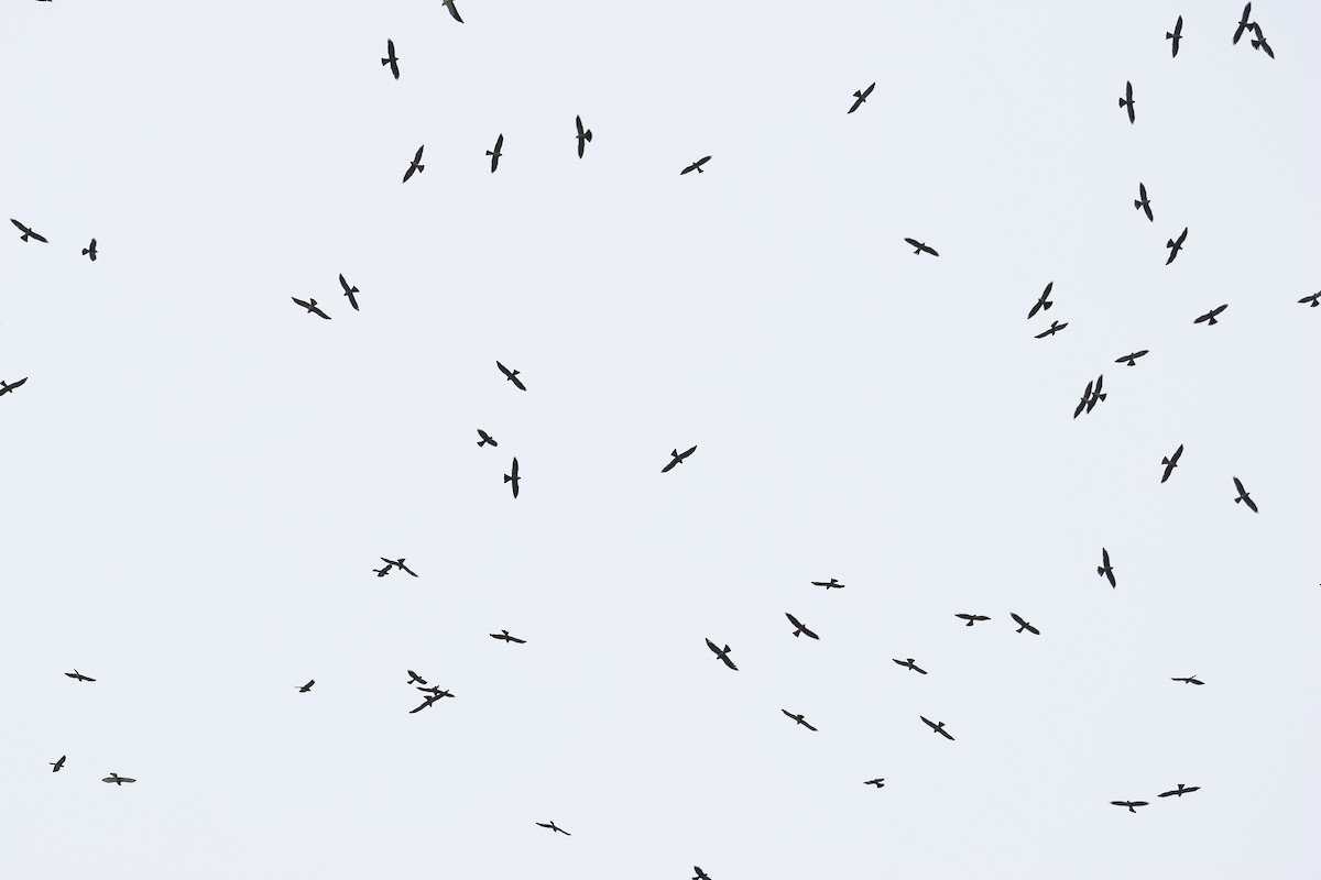 Mississippi Kite - ML642910354